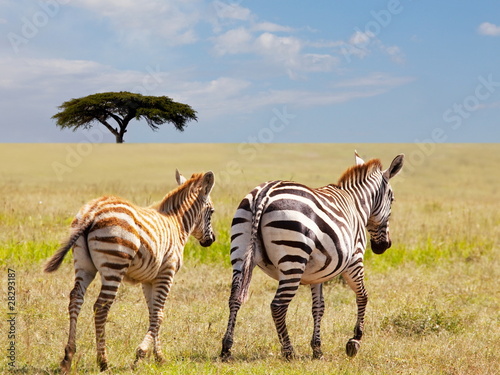 Obraz na płótnie canvas dwuczęściowy "dyptyk" Zebra
