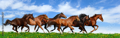 Tapeta ścienna Galop stadny