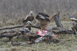 Red kites gathered on carrion