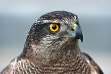 Close-up Of Hawk