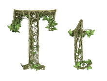 Ivy Plant Font Nature