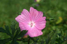 Wild Geranium Flower