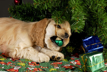 bad christmas puppy