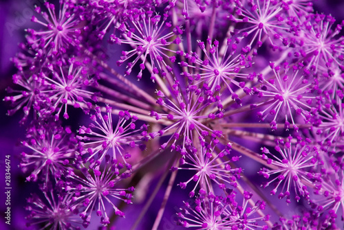 Naklejka samoprzylepna Angelica archangelica - violett