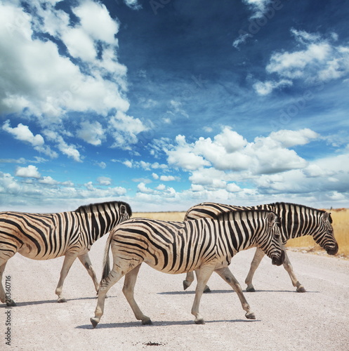 Obraz na płótnie canvas Zebra