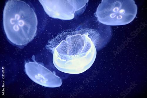 Tapeta ścienna Podwodny obraz jellyfishes