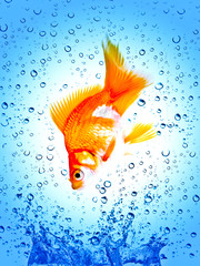 Wall Mural - Goldfish is jumping