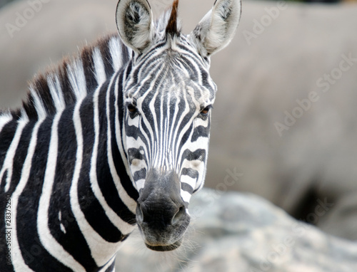 Obraz na płótnie canvas trzyczęściowy "tryptyk" Zebra