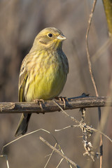 Wall Mural - Yellowhammer resting on a branch / Emberiza citrinella