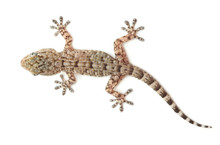 Brown Spotted Gecko Reptile Isolated On White, View From Above