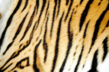 real tiger skin