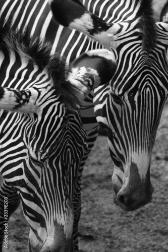 Obraz na płótnie canvas dwuczęściowy "dyptyk" Zebra 006