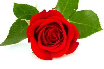 Sticker - red rose with leafes