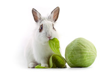 White Domestic Rabbit Eating Cabbage