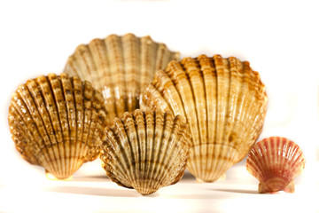 seashells