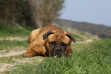 Fototapeta Psy - bullmastiff - molosse - big dog