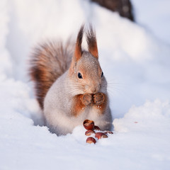 Wall Mural - Squirrel on the snow with a hazelnut