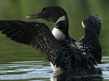 Common Loon (Gavia Immer) Rising From Water With A Fish
