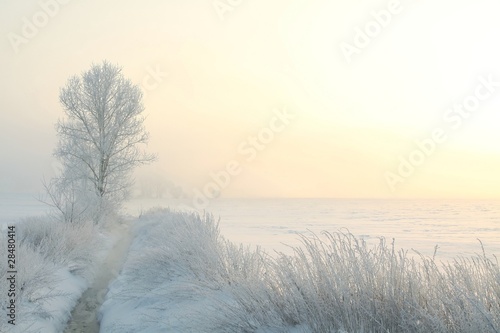 Obraz w ramie Winter landscape with a tree on a foggy morning