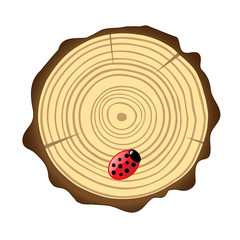 Cross section of tree trunk showing growth rings