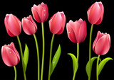 Set of pink tulip flowers with leaves