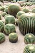Barrel cactus pattern