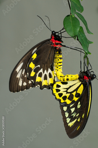 Tapeta ścienna Krycia para motyli birdwing cairns