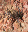 Lionfish(Pterois volitans) on a reef in Broward County, Florida