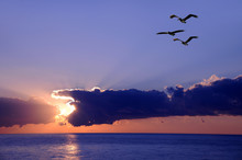 Pelicans At Sunrise