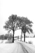 drzewa zimą