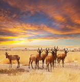 Antelope