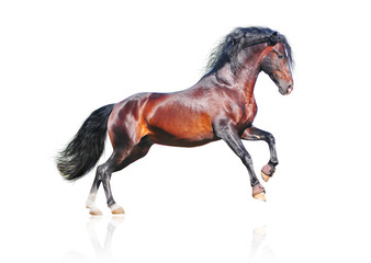 Wall Mural - bay horse isolated on white