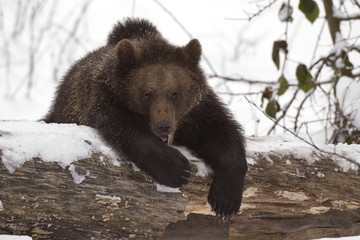 Wall Mural - orso