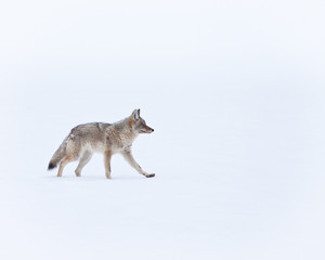 Sticker - Coyote during winter