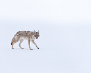 Wall Mural - Coyote during winter