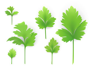 Wall Mural - Leaves of parsley