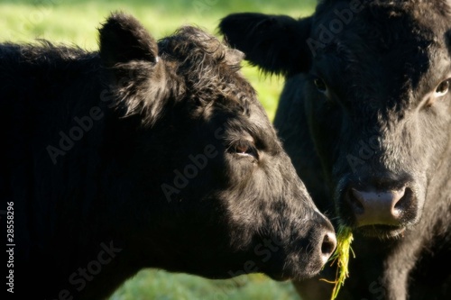 Fotoboard na płycie Aberdeen angus krowy bliska