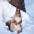 Squirrel standing on the snow