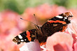 Butterfly Red admiral