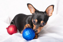 A Russian Toy Terrier Gnawing Christmas Ball