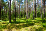 Summer forest