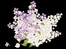 Bunch Of Lilac Isolated On Black
