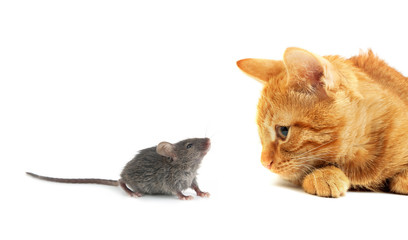 Mouse and cat