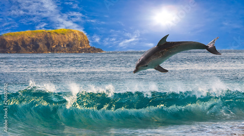 Board z aluminiowym obramowaniem Delfin wyskakuje z fal oceanu