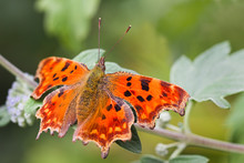 Comma Butterfly Resting On Green Leaf