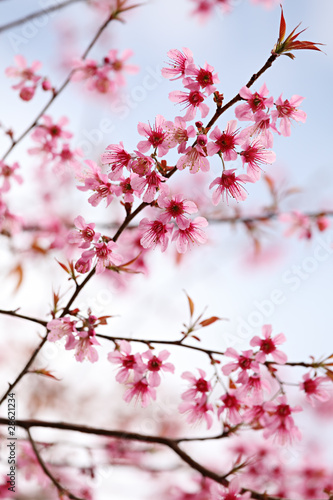 Board z aluminiowym obramowaniem Różowe kwiaty sakura