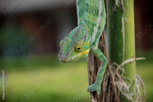 Naklejka samoprzylepna Kameleon na drzewie bananowym