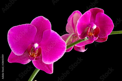 Obraz na płótnie canvas Orchidea