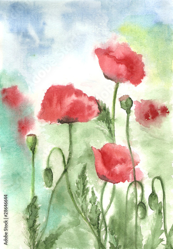 Naklejka - mata magnetyczna na lodówkę Watercolors of red poppies