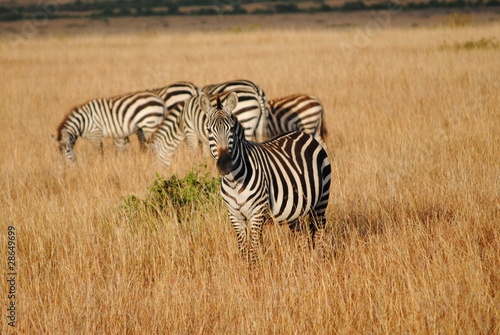 Obraz na płótnie canvas czteroczęściowy "tetraptyk" Ciekawa zebra